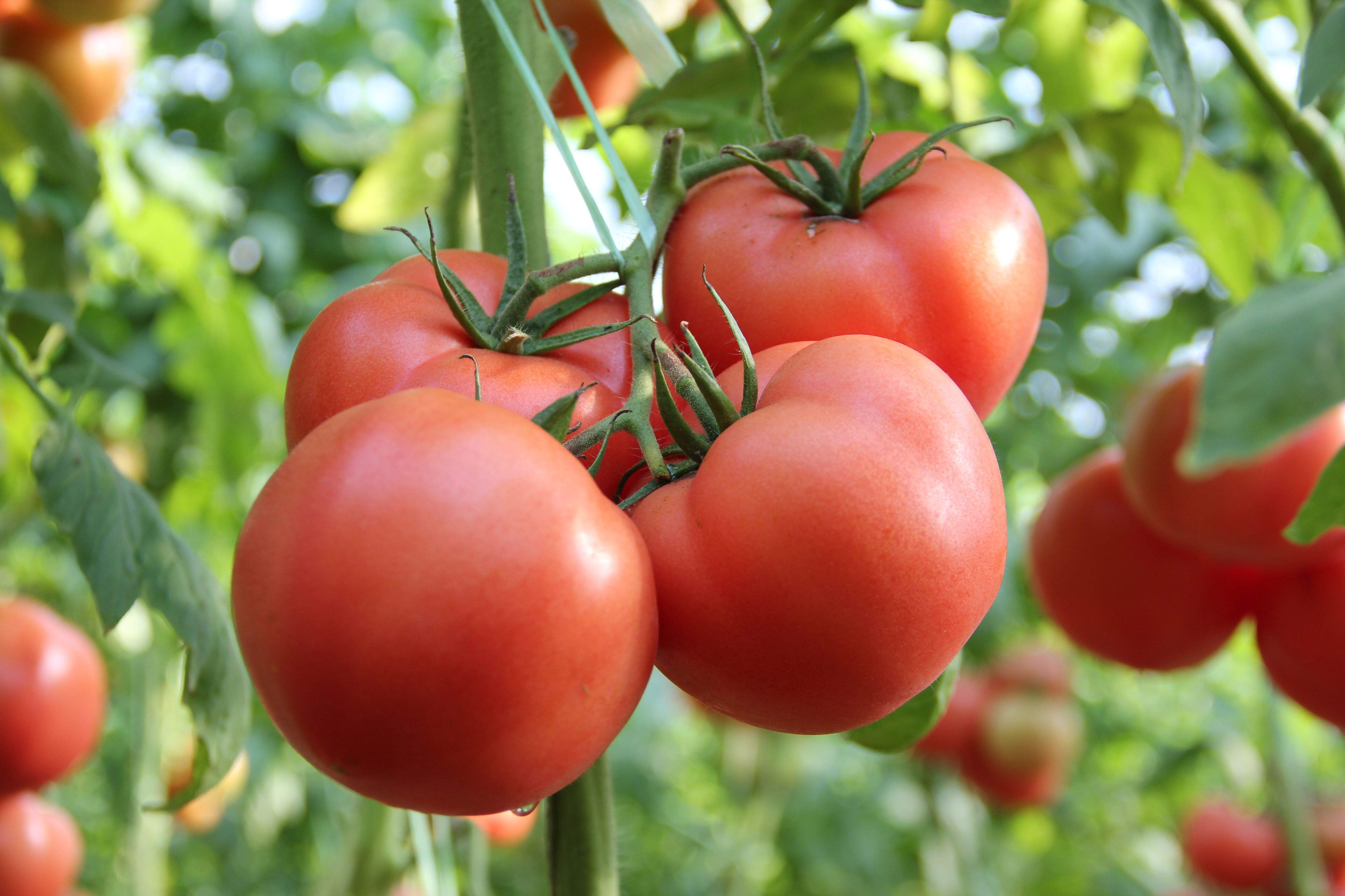 壳寡糖对番茄和韭菜中有机磷类农药降解的生理调控作用