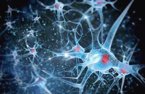 壳寡糖对神经细胞的抗氧化保护作用研究