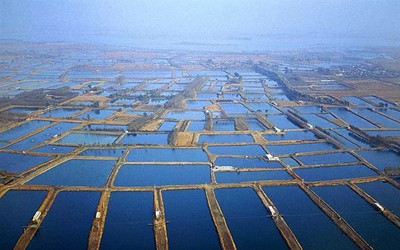 壳寡糖：开启水产养殖新篇章