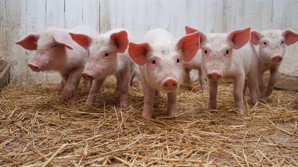 壳寡糖对仔猪两种免疫器官酶活力的影响